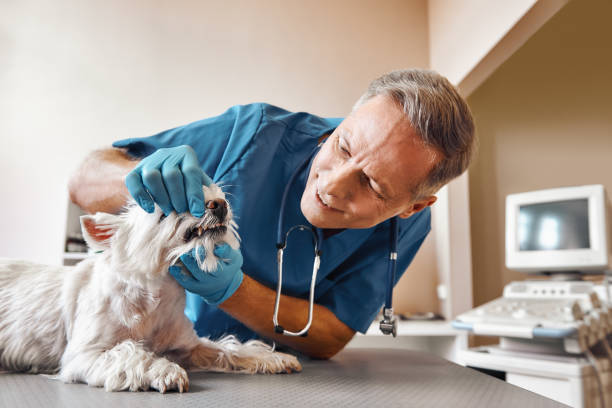 Best Emergency Wisdom Teeth Removal in Levelland, TX